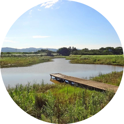 遠賀川中島自然再生事業