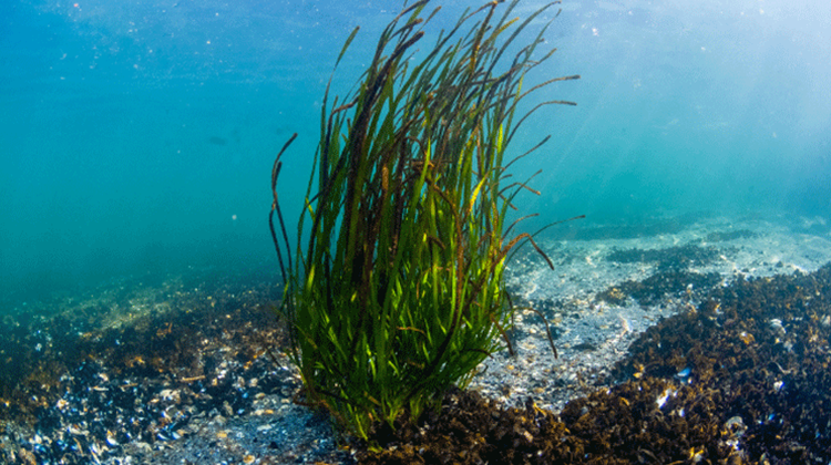 ブルーカーボン（海洋生態系によるCO₂吸収）・クレジット（排出権）取り引きの仕組みづくり