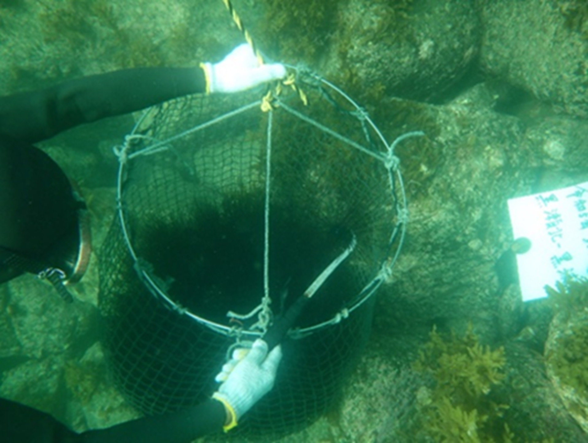 ウニ類・ガンガゼの除去活動