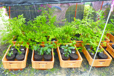 sub苗木.jpgのサムネイル画像